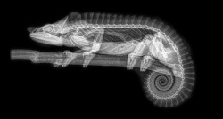 itscolossal: Spooky X-Rays Reveal the Bone