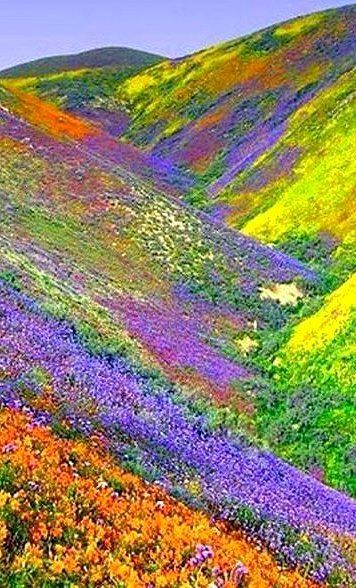 reapedbeast: sixpenceee: Valley of Flowers, Himalayas of the Uttaranchal, India I want to roll in al
