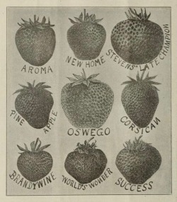 nemfrog:  Strawberry names. Farmer’s catalogue for 1907 