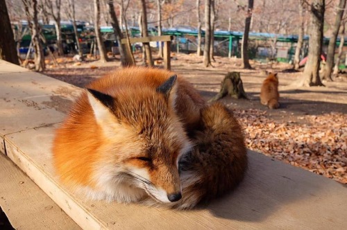 everythingfox: Resting Fox : Shiro Sasaki