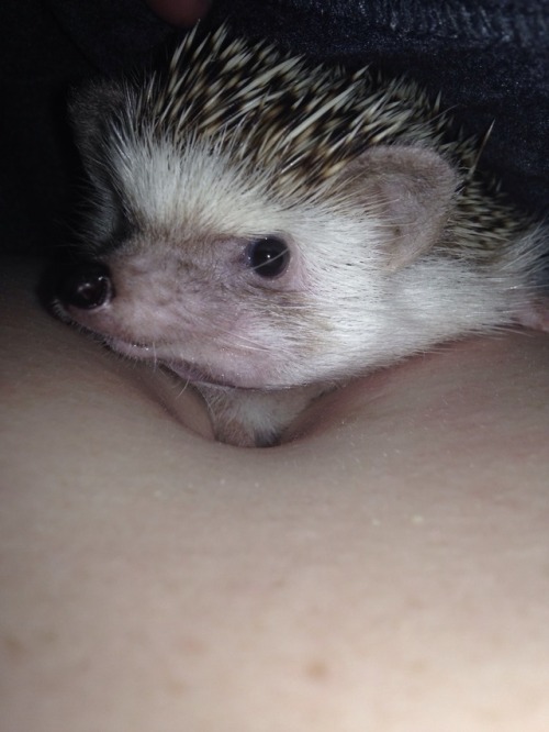Round one of antibiotics. I can say he wasn&rsquo;t a fan but he&rsquo;s been such a snuggle