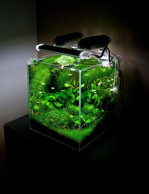 nature-aquarium:  so green!! beautiful planted nano tank <3Nature Aquarium | Aquascaping | Aqua D