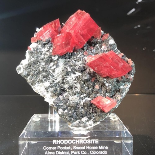 We brought this shockingly red #rhodochrosite back to Colorado for the #denvermineralshow! #finemine