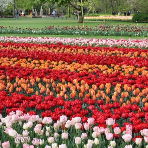 RT @tulips_holland: Colorful tulip stripes at Keukenhof Garden last springtime. Who is visiting next