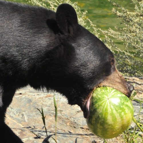 pictures-of-dogs: I’m obsessed with dogs eating watermelons