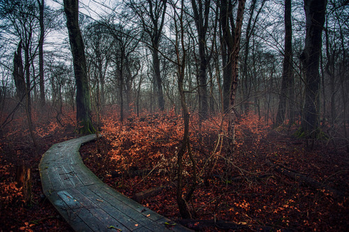 ancientdelirium:In the forest of the dreaming by Appe Plan on Flickr.