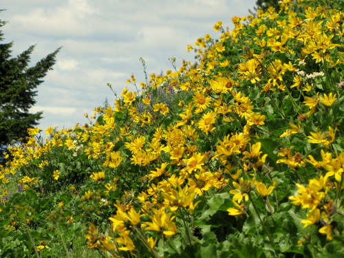 Wildflowers of Washington May, 2014