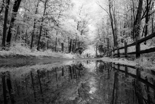 Puddles on the path by bill.d Portage Creek Bicentennial Park, Portage, Michigan. Sony A6000 (fs) + 