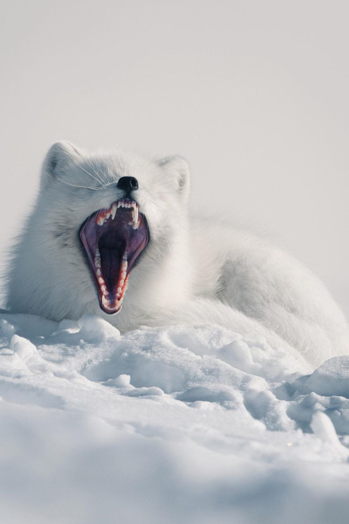 lsleofskye:A white arctic fox yawning in the Lapland’s wilderness (Sweden) | kpunkka