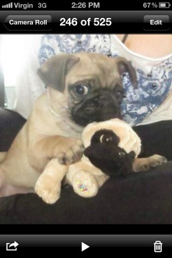 thecheerypug:  Pug baby with his pug baby.  Oh good lord