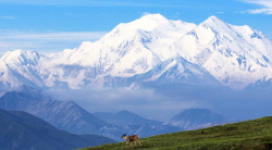 sixpenceee:  The northernmost state is home to numerous natural wonders. One of them, Mount McKinley, is located in Denali National Park and Preserve and is the tallest peak in North America. The preserve is also home to tundra at middle elevations, and