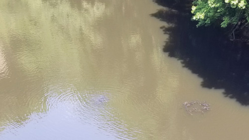 Black BassOn our lunchtime walk today, we saw some huge schools of black bass feeding in our local l