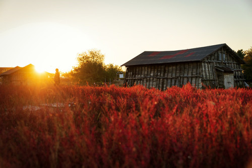 Seepweeds at sunset at the old salt farm of Gaetgol Ecological Park, Siheung.