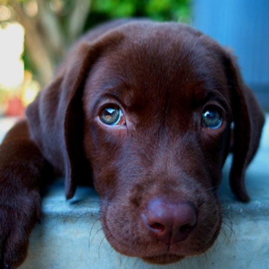 Harry Potter Characters As Dogs