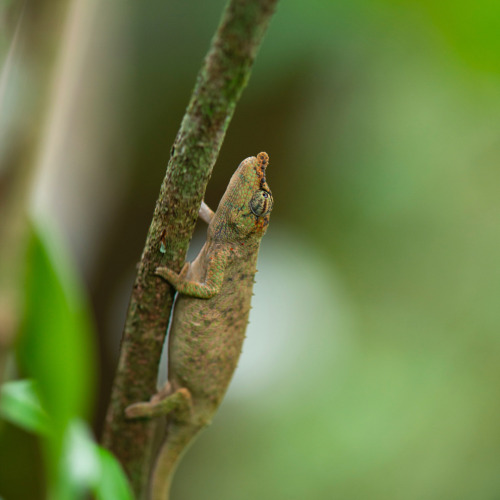 Calumma ratnasariae is one of the new species of chameleons we named in February. It’s a rather rare