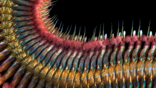 sagansense:    Photos of Alitta virens by Alexander Semenov. Don’t let the pretty colors fool you, these sandworms are plenty scary. They can get quite big (sometimes exceeding four feet)  and they occasionally bite humans. They just might be the nastiest