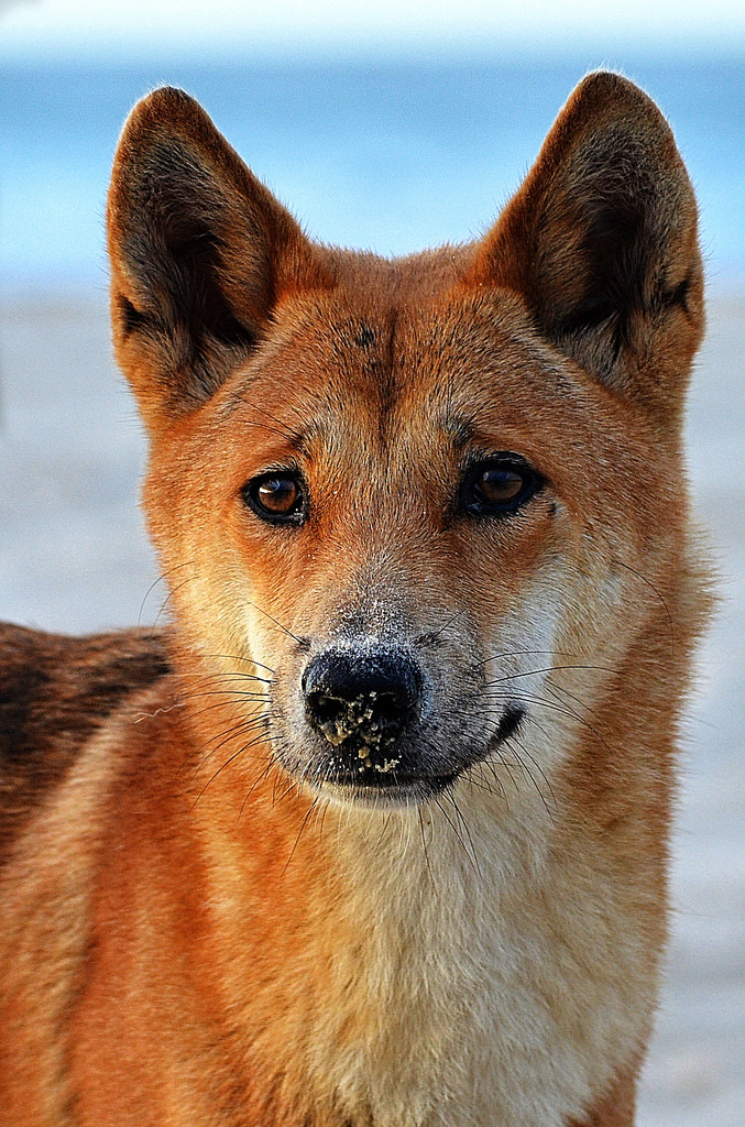 this-is-wild:  Canis lupus dingo (by AlexandreRoux01) 