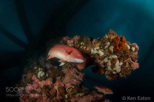 lifeunderthewaves: Sheephead Circling by keneaton