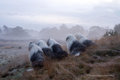 coffee-tea-and-sympathy: The everyday adventures of a couple of shaggy old English sheepdogsby Cees 