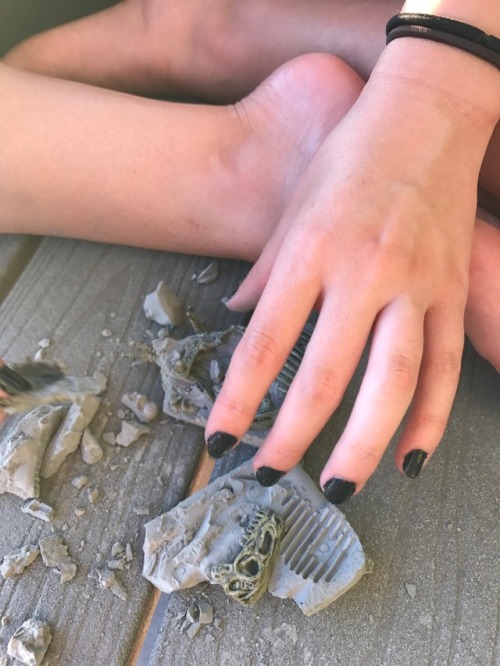 thatgeologistchick:I excavated my little dinosaurs today!