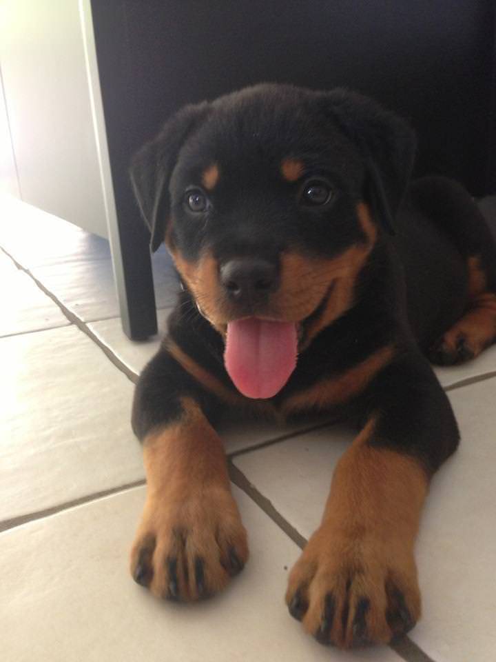 Puppies to the Rescue!