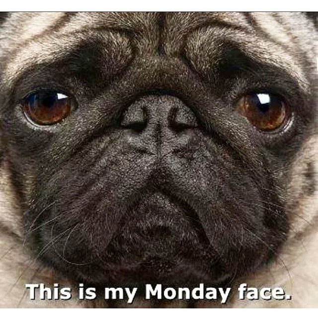 ilovepugs4ever:  Follow Dog Quotes. 