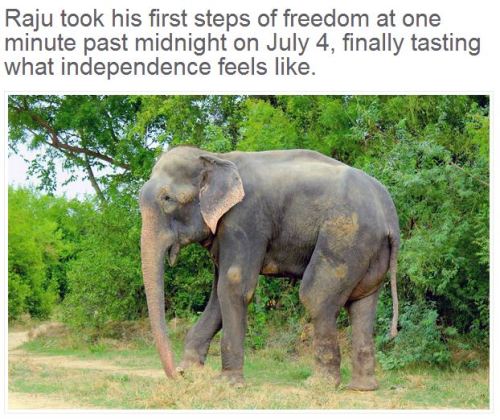 angelclark: Elephant Raju Cries After Being Rescued From 50 Years Of Suffering In Chains  This 