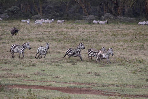 IMG_1425 on Flickr.Zebra, Lake Naivasha, Kenya.Safari Day 1.