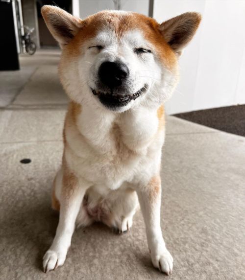 * After a tough walk in the rain. Took the rainwear off✨ . . 色々解放された犬。 そして頭の丸みが最高なことよ  #shiba#shibai