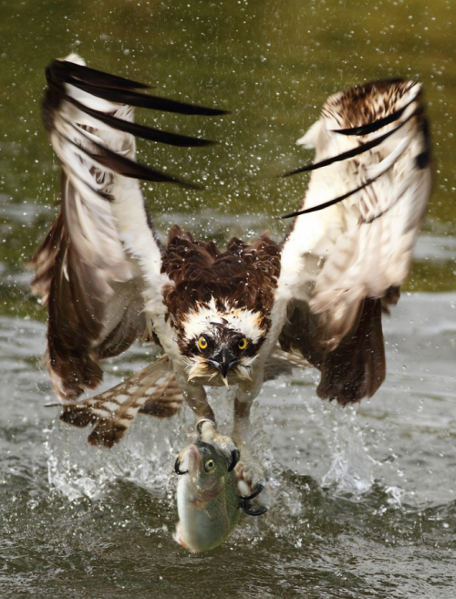 whatthefauna:When osprey fish, they soar above the water until they spot their prey. Then they dive 