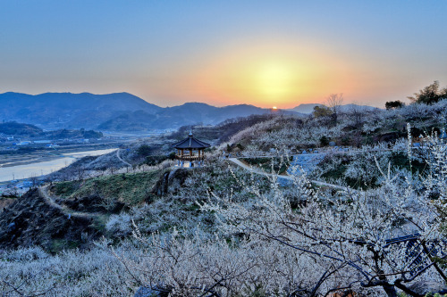 lovesouthkorea:  Prunus mume flower of Gwang yang in South Korea by khj11107 