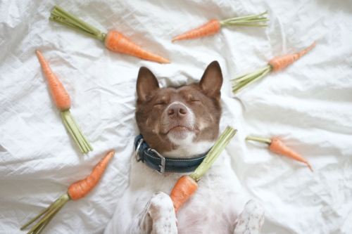 Keep Calm and Eat CarrotsIG : Glutadog FB : GlutaStory