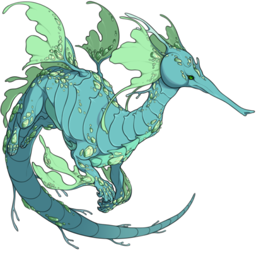 verceri:I went and redrew the adult sketch of the Seadragons from my other post here. (I’ve yet to r