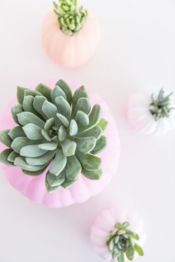 underthebogart:  Pink + Cactus + Succulents