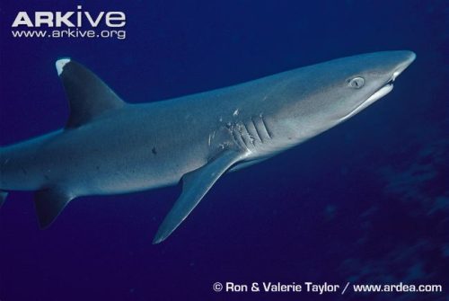 Whitetip Reef Sharks Specialize In Extracting Prey From Cracks And Crevices In The Reef Face That Are