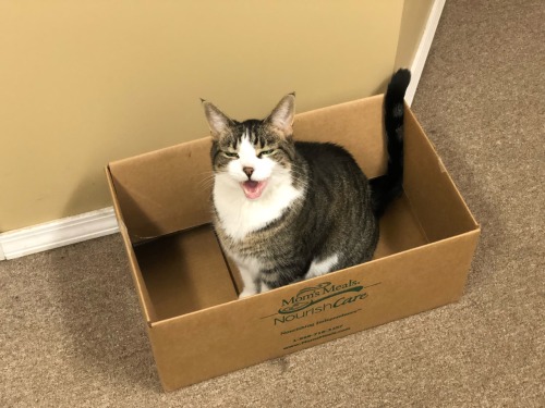 lmaonade: lmaonade:  LOVE to see a cat in a cardboard box like yes you belong there   