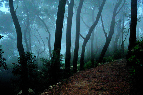 99lions:  Ari Bixhorn - Looking Up Ari took these photos of trees at Sintra Mountains,