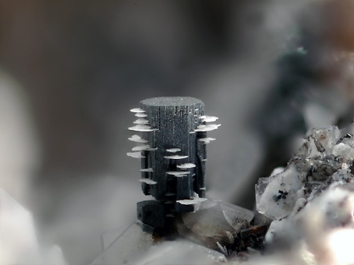 themineralogist:  Little white Corundum plates around a hexagonal prismatic Hematite crystal (0.6mm high)