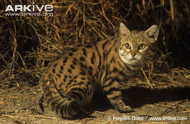 end0skeletal:The black-footed cat (Felis nigripes) is both the smallest African