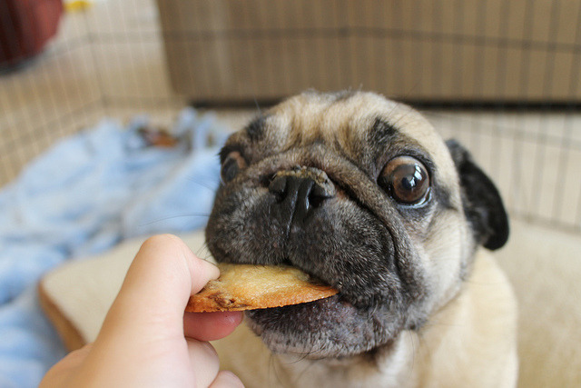 Poor thing this is how you look like when I say no Oreos :p