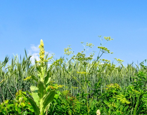 Mullein and cow parsley along a wheat field.