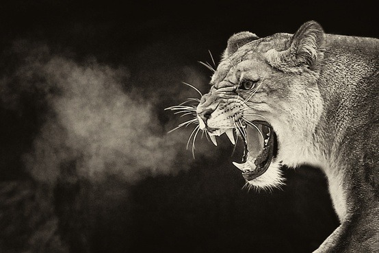 theanimalblog:  Winter Dances Here. Photo by Paco de la Luz