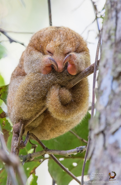 end0skeletal:Silky Anteater