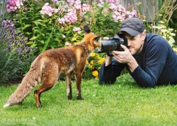 draxamir: everythingfox: hmm fox snoot :O  :D