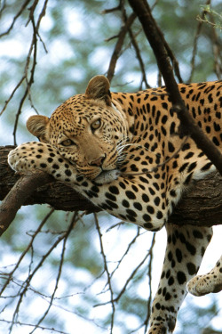 billionaired:  Leopard 