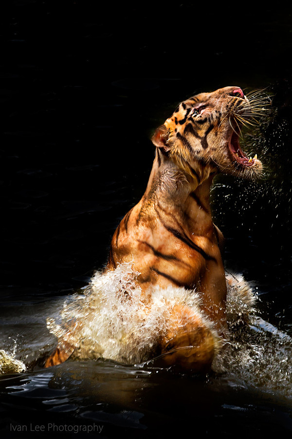 jamas-rendirse:  Roaring, By Ivan Lee.             