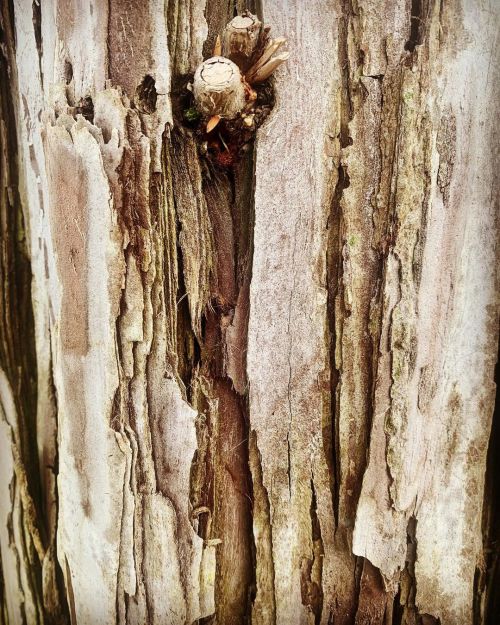 Tree 🌳 trunk b/w  (at Gentrytown Park)