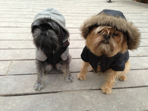 Stevie Nicks and Hanzo
Chillin, chillin, chillin at Tompkins Square dog run, East Village.
hanzobladeofsteel:
“   Hoodies
”