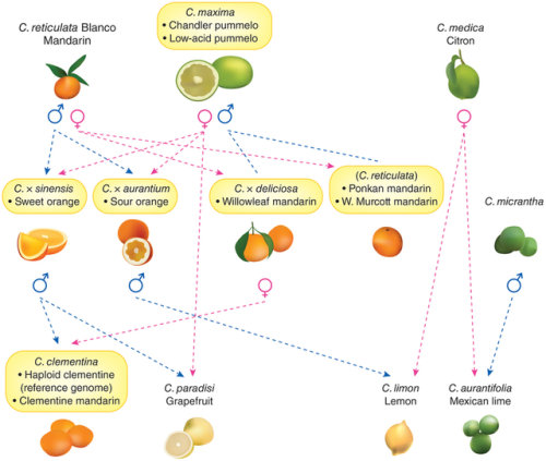 dimetrodone:Pretty much all cultivated common varieties of citrus fruit are the result of repeated h