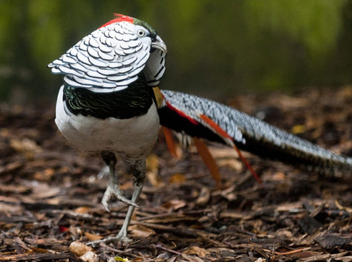 end0skeletal:The Lady Amherst’s pheasant is a species native to China and Myanmar, although there wa